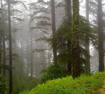 Kaudia Forest